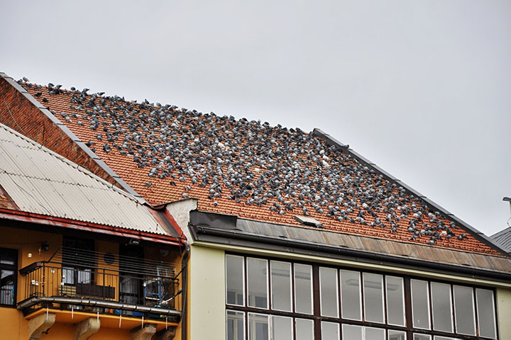 A2B Pest Control are able to install spikes to deter birds from roofs in Peckham. 