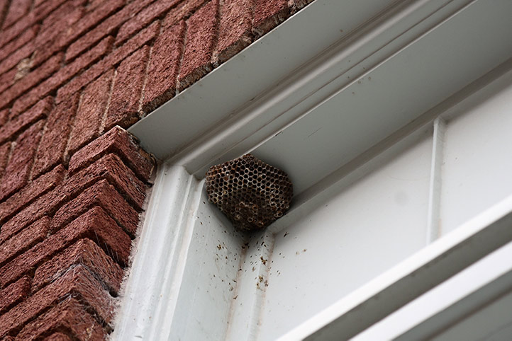We provide a wasp nest removal service for domestic and commercial properties in Peckham.